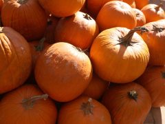 Szeged, Tök Jó Nap, ősz, Füvészkert, természet, időjárás, tök