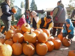 Szeged, Tök Jó Nap, ősz, Füvészkert, természet, időjárás, tök