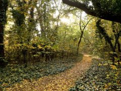 Szeged, napsütés, ősz, időjárás, október, újszeged, Erzsébet liget, park, természet