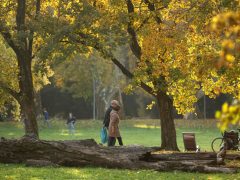 Szeged, napsütés, ősz, időjárás, október, újszeged, Erzsébet liget, park, természet