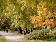 Szeged, napsütés, ősz, időjárás, október, újszeged, Erzsébet liget, park, természet