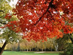 Szeged, napsütés, ősz, időjárás, október, újszeged, Erzsébet liget, park, természet