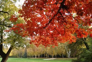 Szeged, napsütés, ősz, időjárás, október, újszeged, Erzsébet liget, park, természet