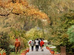 Szeged, Füvészkert, momiji, ősz, színek, japán kert, természet