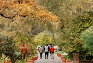 Szeged, Füvészkert, momiji, ősz, színek, japán kert, természet