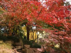 Szeged, Füvészkert, momiji, ősz, színek, japán kert, természet