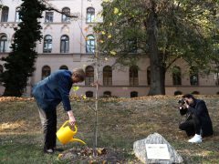 Szeged, SZTE, Alma Mater, Karikó Katalin, faültetés, emléktábla, Göncz Árpád sétány, egyetem