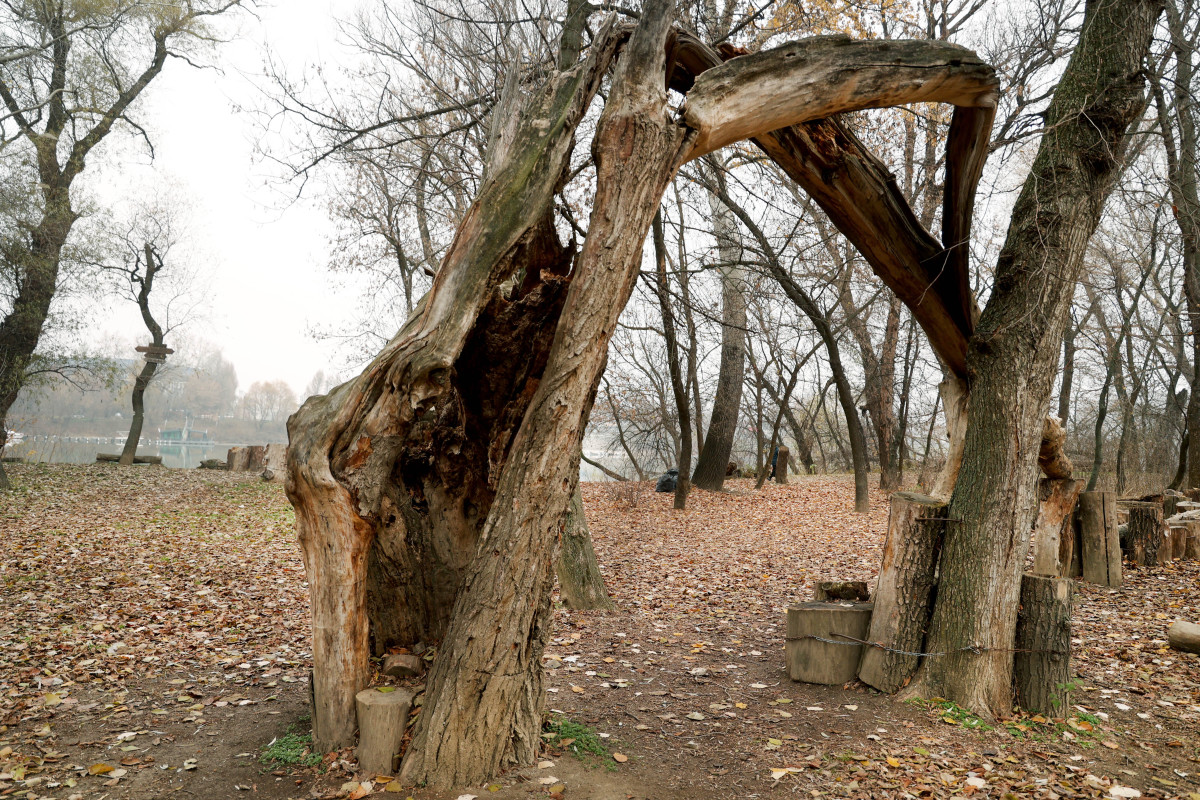 Szeged, újszeged, Gergő liget, tél, december, időjárás, erdő, ártér, kirándulás, túrázás