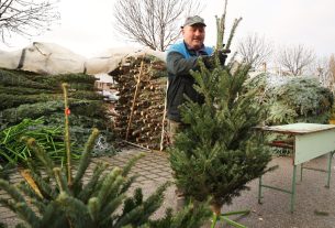 Szeged, karácsony, fenyő vásár, fenyő, Mars téri piac