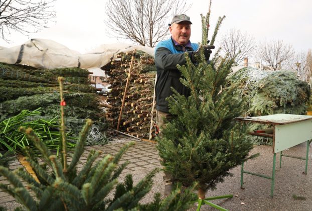 Szeged, karácsony, fenyő vásár, fenyő, Mars téri piac