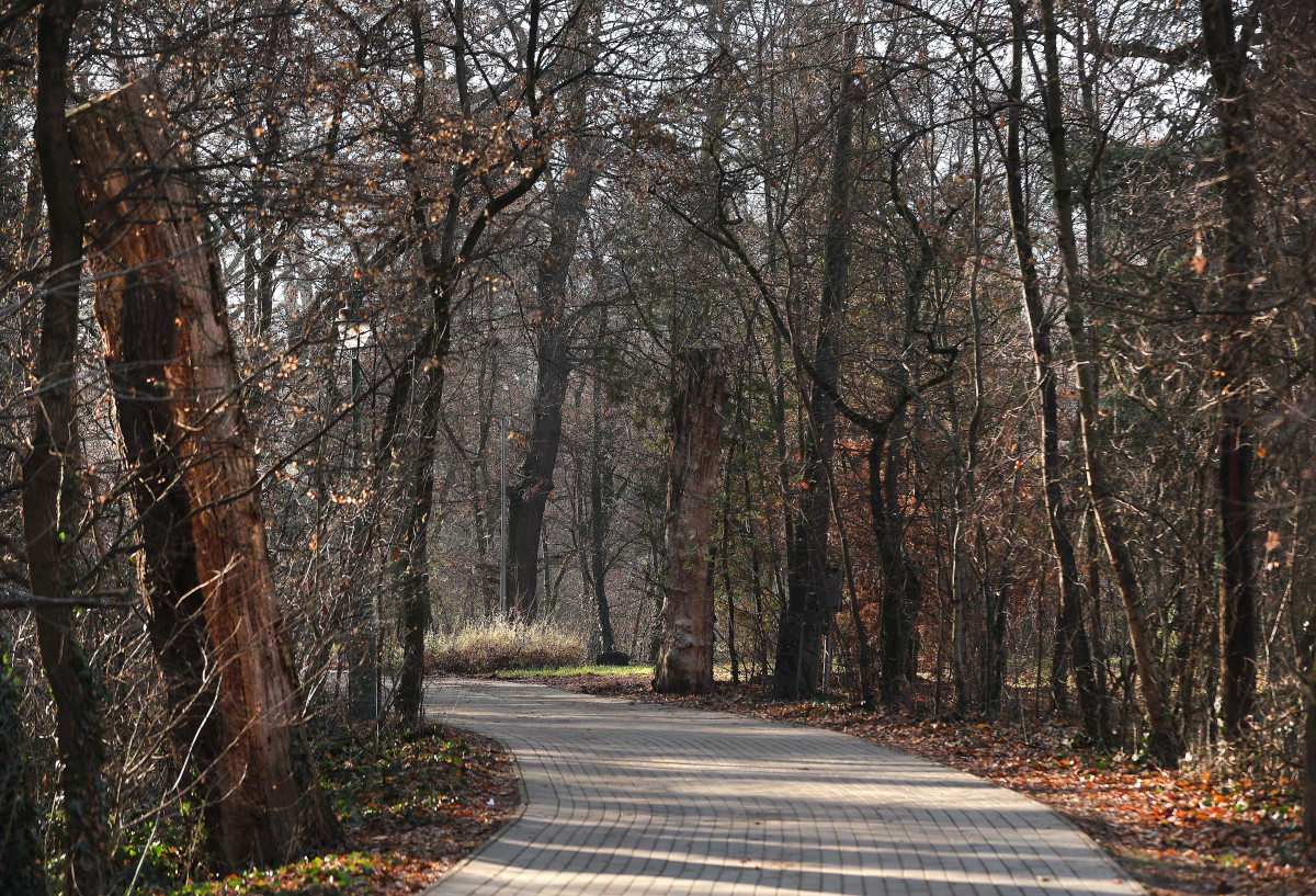 Szeged, december, időjárás, tél, természet, fák, újszeged, Erzsébet liget