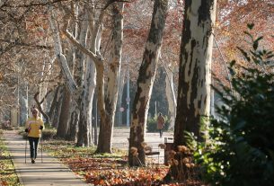 Szeged, december, időjárás, tél, természet, fák, újszeged, Erzsébet liget