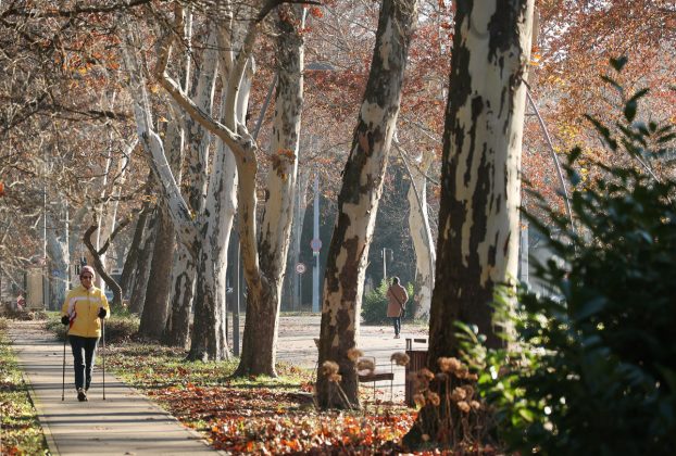 Szeged, december, időjárás, tél, természet, fák, újszeged, Erzsébet liget