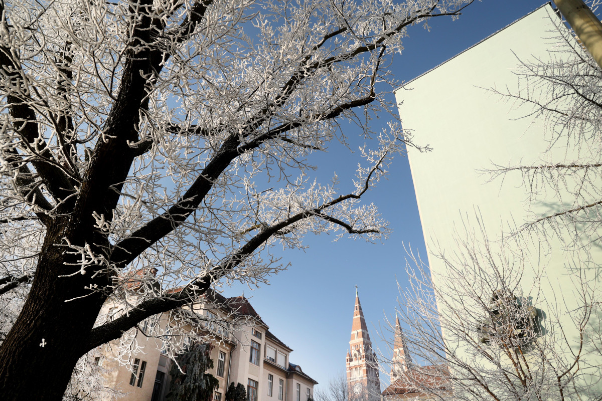 Szeged, zúzmara, tél, időjárás, január, hideg, fagy