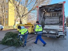 Szeged, Szegedi Környezetgazdálkodási Nonprofit Kft., kidobott karácsonyfa, fenyő, elszállítás