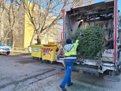 Szeged, Szegedi Környezetgazdálkodási Nonprofit Kft., kidobott karácsonyfa, fenyő, elszállítás