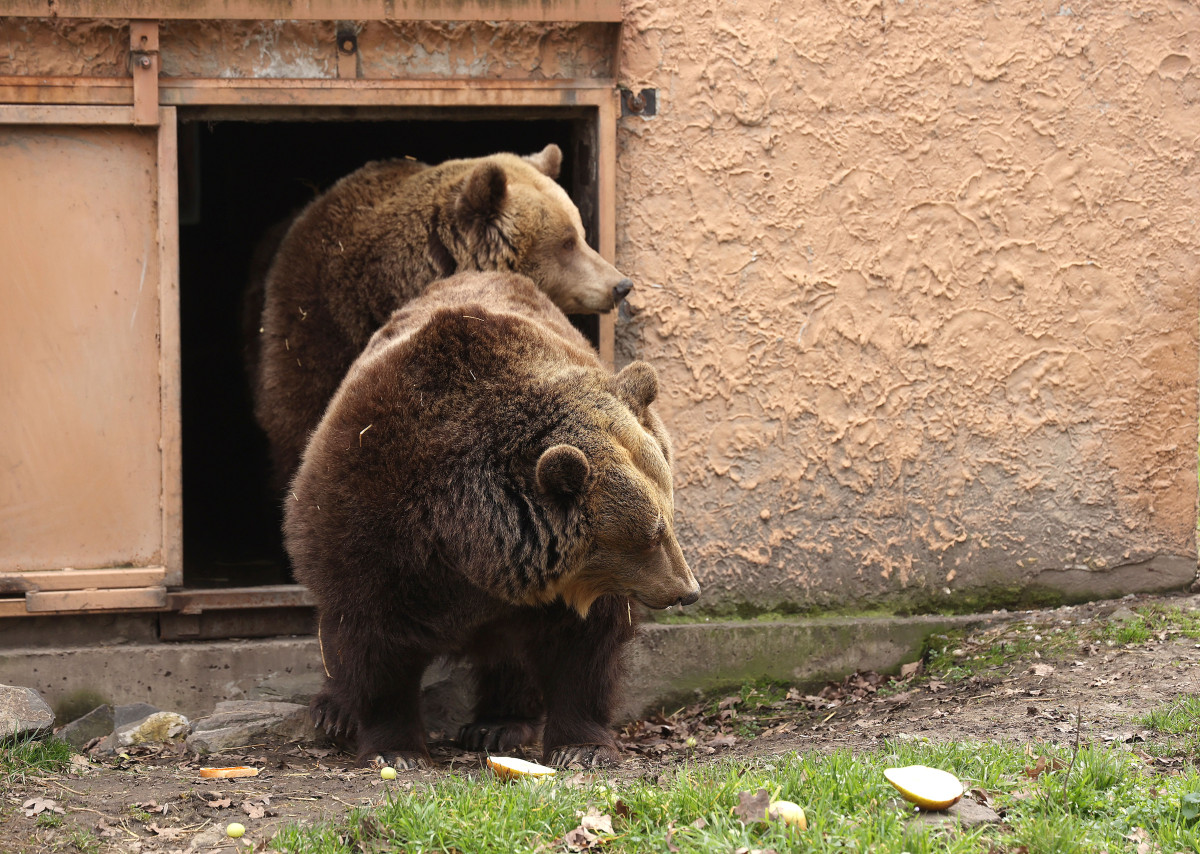 Szeged, Vadaspark, medveles, medve, tél, február, barnamedve, Mici és Ursula, árnyék