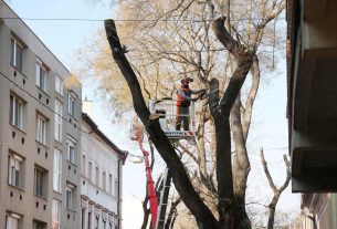 Szeged, önkormányzat, felújítás, Gogol utca, fakivágás, rekonstrukció, útlezárás