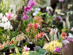 Szeged, SZTE, Füvészkert, orchideagyűjtemény, orchidea, virág, természet