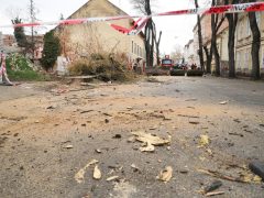 Szeged, önkormányzat, felújítás, Gogol utca, fakivágás, fa, Kétfarkú Kutya Párt