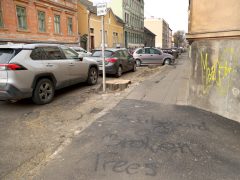 Szeged, önkormányzat, felújítás, Gogol utca, fakivágás, fa, Kétfarkú Kutya Párt
