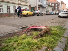Szeged, fakivágás, Gogol utca, felújítás, belváros, parkolás