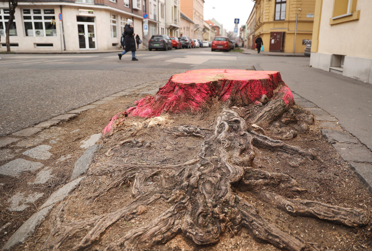 Szeged, fakivágás, Gogol utca, felújítás, belváros, parkolás