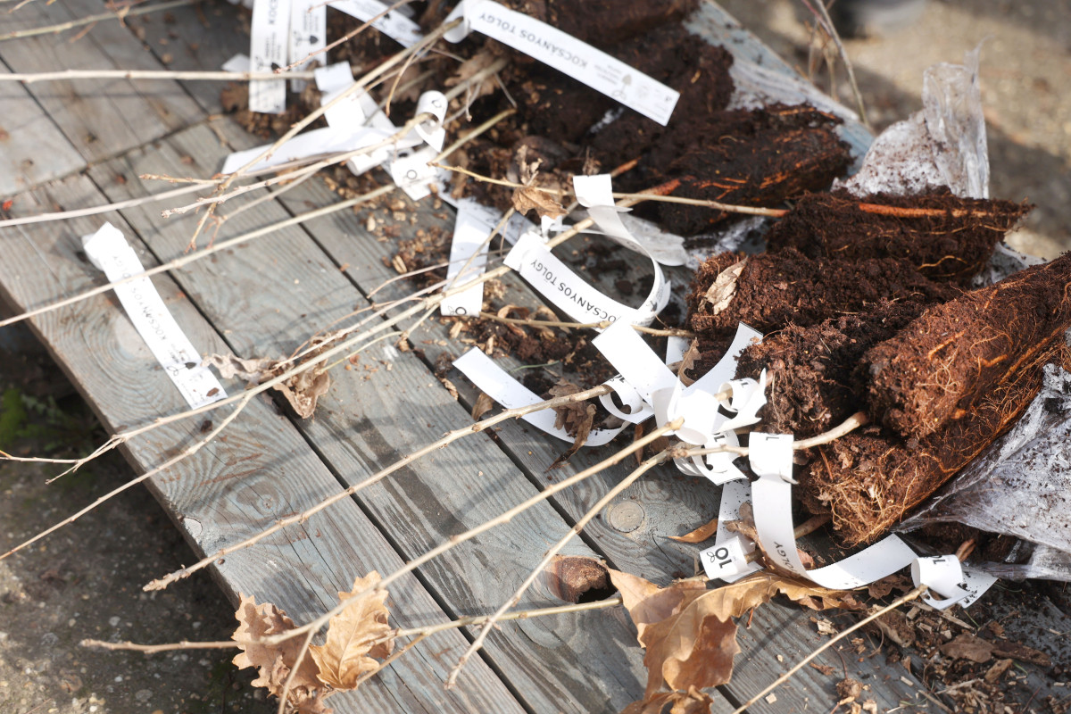 Szeged, facsemete, osztás, 10 millió Fa Alapítvány, Nemzeti Faültetés Napja, Megálló Közösségi Kert