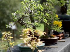 Szeged, Hanami, cseresznyefa-virágzás, Füvészkert, tavasz, természet