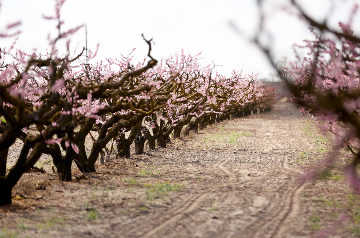 Mórahalom, virágzás, barack, barackfa, tavasz, fagy, időjárás, mezőgazdaság, gyümölcs