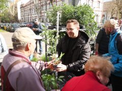 Szeged, tavasz, virágosztás, önkormányzat, Fodor Antal, önkormányzati képviselő, Huszár utca, virág