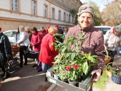 Szeged, tavasz, virágosztás, önkormányzat, Fodor Antal, önkormányzati képviselő, Huszár utca, virág