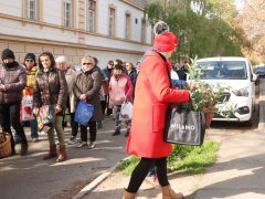 Szeged, tavasz, virágosztás, önkormányzat, Fodor Antal, önkormányzati képviselő, Huszár utca, virág