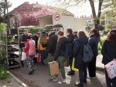 Szeged, tavasz, virágosztás, önkormányzat, Fodor Antal, önkormányzati képviselő, Huszár utca, virág