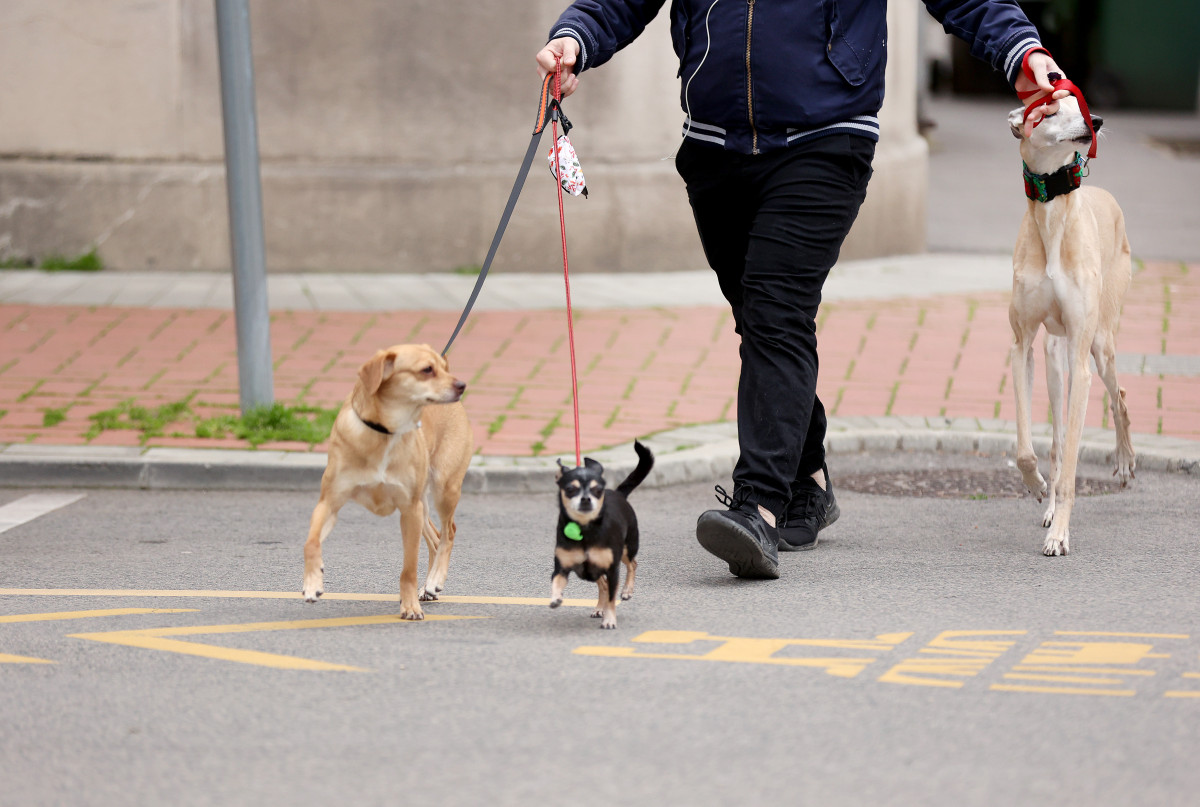 Szeged, kutyasétáltatás, kutya, háziállat