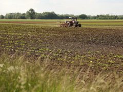 Deszk, mezőgazdaság, traktor, földművelés, föld, termőföld