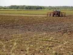 Deszk, mezőgazdaság, traktor, földművelés, föld, termőföld