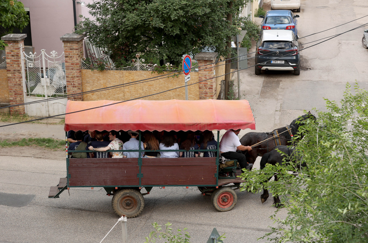 Szeged, SZTE, Szegedi Tudományegyetem, diákok, egyetemisták, szerenád, lovaskocsi