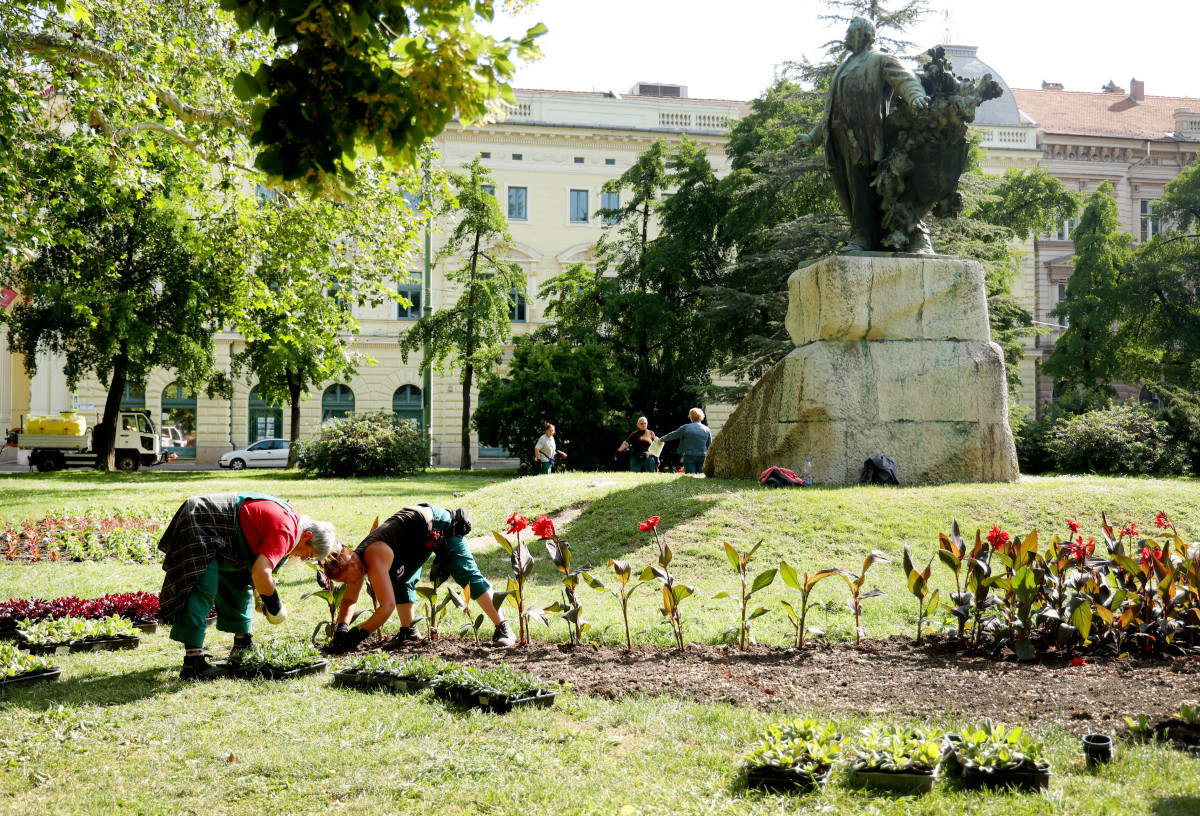 Szeged, kiültetés, egynyári, virágok, Széchenyi tér