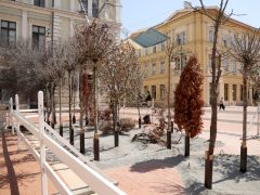 Szeged, száraz fák, kiállítás, Klauzál tér, installáció, globális felmelegedés, ReGreenX, klíma, hőség, nyár, szárazság