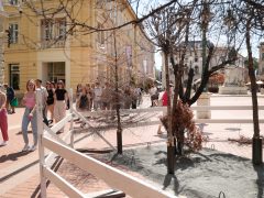 Szeged, száraz fák, kiállítás, Klauzál tér, installáció, globális felmelegedés, ReGreenX, klíma, hőség, nyár, szárazság