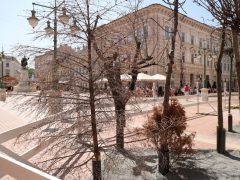Szeged, száraz fák, kiállítás, Klauzál tér, installáció, globális felmelegedés, ReGreenX, klíma, hőség, nyár, szárazság