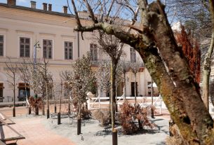 Szeged, száraz fák, kiállítás, Klauzál tér, installáció, globális felmelegedés, ReGreenX, klíma, hőség, nyár, szárazság