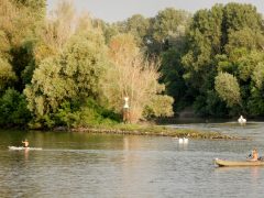 Szeged, tiszavirágzás, tiszavirág, kérész, Sárga, szabadstrand, strand, nyár, kajak, csónak, motorcsónak, Tisza, folyó, természet