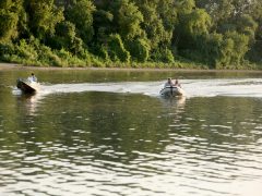 Szeged, tiszavirágzás, tiszavirág, kérész, Sárga, szabadstrand, strand, nyár, kajak, csónak, motorcsónak, Tisza, folyó, természet