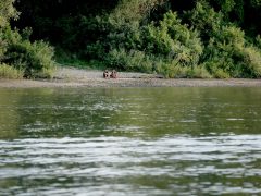 Szeged, tiszavirágzás, tiszavirág, kérész, Sárga, szabadstrand, strand, nyár, kajak, csónak, motorcsónak, Tisza, folyó, természet
