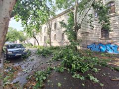 Szeged, vihar, károk, fák, kidőlt fák, természeti kár