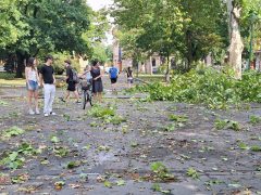 Szeged, vihar, károk, fák, kidőlt fák, természeti kár