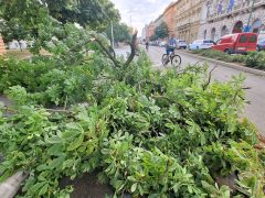 Szeged, vihar, károk, fák, kidőlt fák, természeti kár