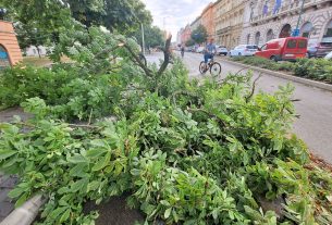 Szeged, vihar, károk, fák, kidőlt fák, természeti kár